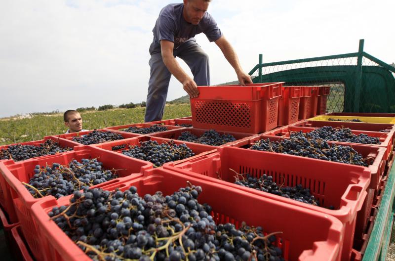 Primošten. Počela berba grožđa od kojeg se pravi svjetski poznato vino Babić. Photo: Duško Jaramaz/PIXSELL Primošten. Počela berba grožđa od kojeg se pravi svjetski poznato vino Babić. Photo: Duško Jaramaz/PIXSELL