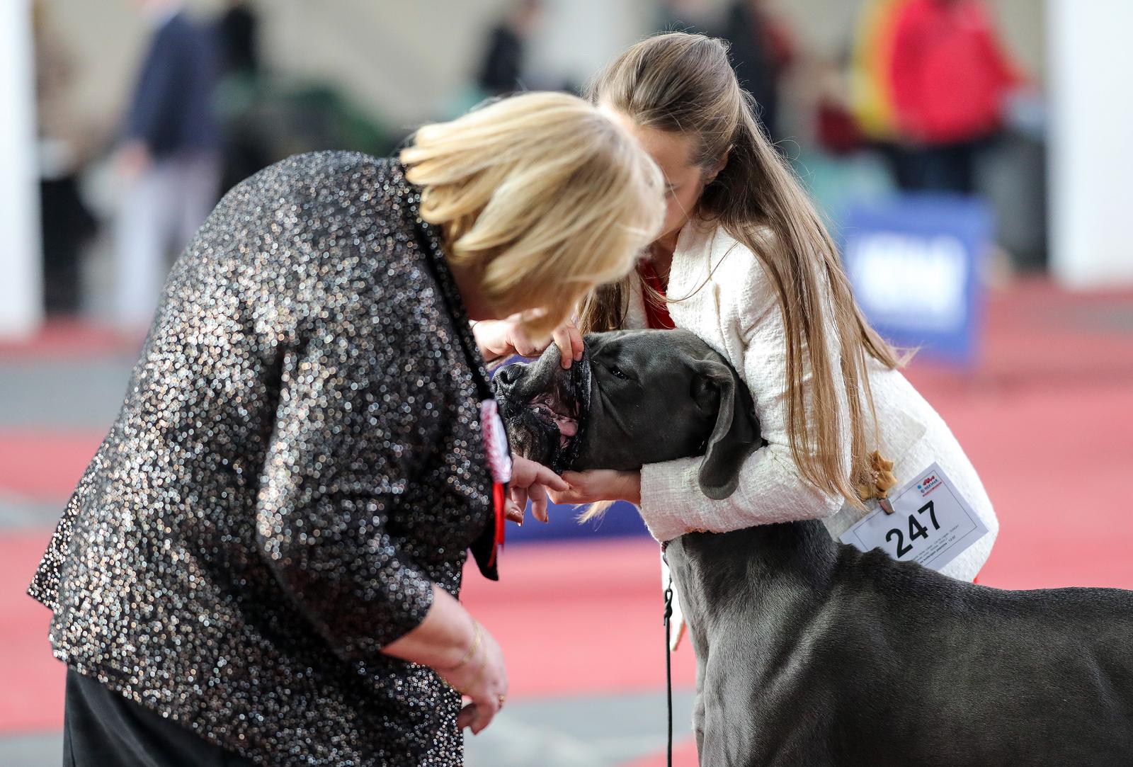 Izložba pasa na Zagrebačkom velesajmu Izložba pasa na Zagrebačkom velesajmu