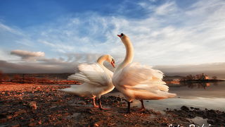 Prekrasni labuđi par u blizini crkvice Sv. Duha, Foto: Roberto Lerga Prekrasni labuđi par u blizini crkvice Sv. Duha, Foto: Roberto Lerga