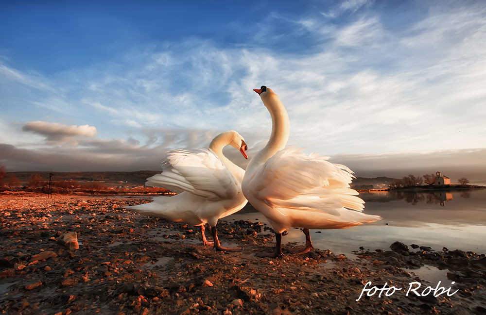 Prekrasni labuđi par u blizini crkvice Sv. Duha, Foto: Roberto Lerga Prekrasni labuđi par u blizini crkvice Sv. Duha, Foto: Roberto Lerga