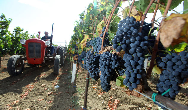 Zadar, 140910. Pocela je berba u nadinskim vinogradima.Grozdje bere i obitelj Jose Skaulja u ekoloskim nasadima Merlota. Foto: Vladimir Ivanov / CROPIX