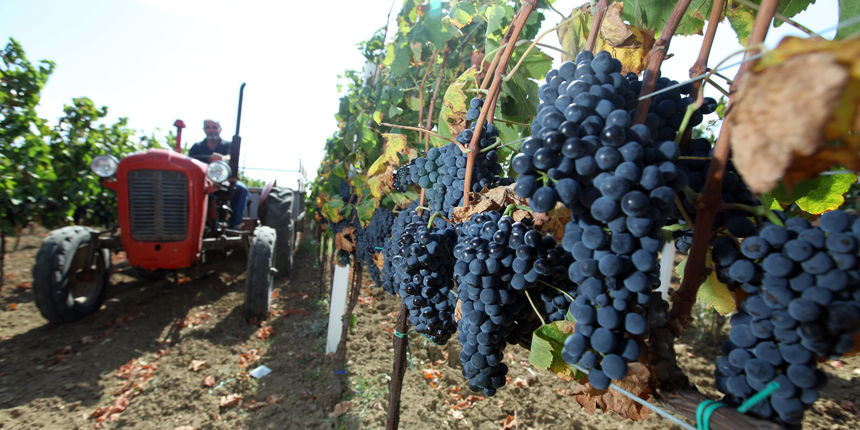 Zadar, 140910. Pocela je berba u nadinskim vinogradima.Grozdje bere i obitelj Jose Skaulja u ekoloskim nasadima Merlota. Foto: Vladimir Ivanov / CROPIX Zadar, 140910. Pocela je berba u nadinskim vinogradima.Grozdje bere i obitelj Jose Skaulja u ekoloskim nasadima Merlota. Foto: Vladimir Ivanov / CROPIX
