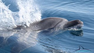 Razigrani dupini na Kornatima i kod Dugog otoka