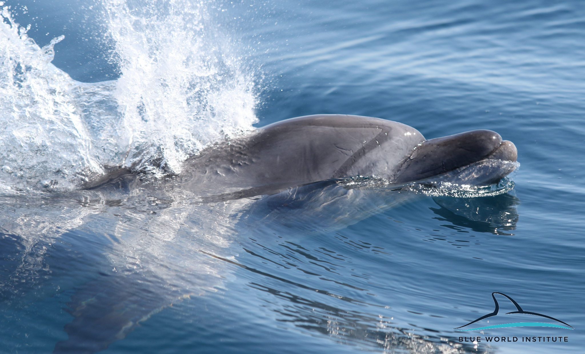 Razigrani dupini na Kornatima i kod Dugog otoka