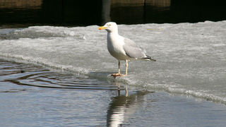 Helsinki (foto: Antonija Gospić)