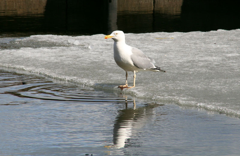 Helsinki (foto: Antonija Gospić)