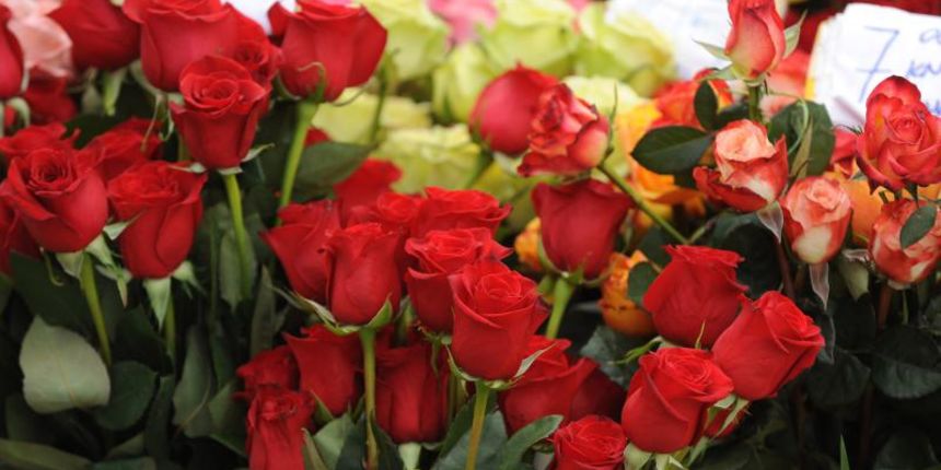 07.03.2014., Sibenik – Uoci Medjunarodnog Dana zena velika je potraznja za cvijecem na sibenskoj trznici. Photo: Hrvoje Jelavic/PIXSELL Autor Hrvoje Jelavic/PIXSELL Ključne riječi poklon, 8, dan zena, dan, ruze, osmi mart, zena, cvijece 07.03.2014., Sibenik – Uoci Medjunarodnog Dana zena velika je potraznja za cvijecem na sibenskoj trznici. Photo: Hrvoje Jelavic/PIXSELL Autor Hrvoje Jelavic/PIXSELL Ključne riječi poklon, 8, dan zena, dan, ruze, osmi mart, zena, cvijece