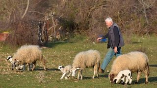 Kaštel Žegarski: Ovca potjerala vuka i ojanjila dva janjčića