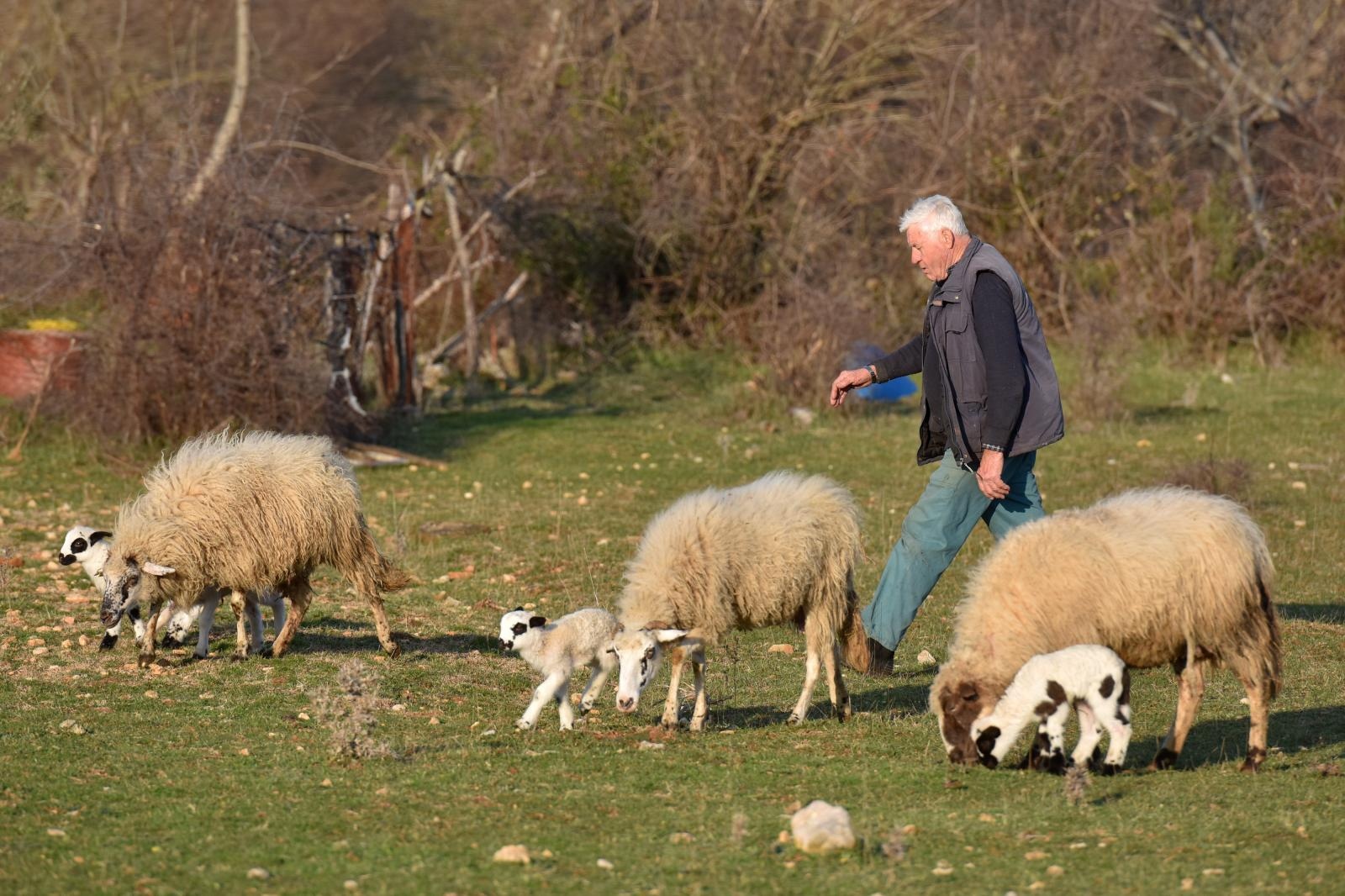 Kaštel Žegarski: Ovca potjerala vuka i ojanjila dva janjčića