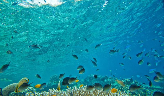 Ocean, podmorje, koralji