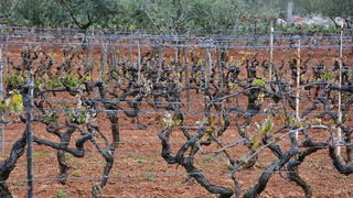 Mraz u Galovcu nanio ogromnu štetu poljoprivrednim kulturama a pogotovo voćkama i vinogradima. Foto: Silvio Marcus Milanko