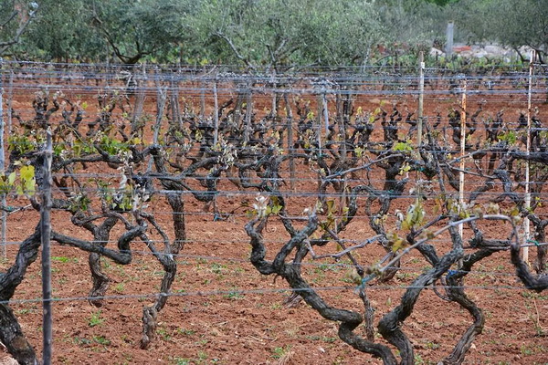 Mraz u Galovcu nanio ogromnu štetu poljoprivrednim kulturama a pogotovo voćkama i vinogradima. Foto: Silvio Marcus Milanko