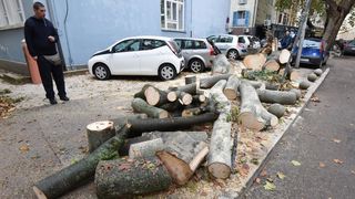 Zadar: Jak vjetar srušio stablo na parkirane automobile