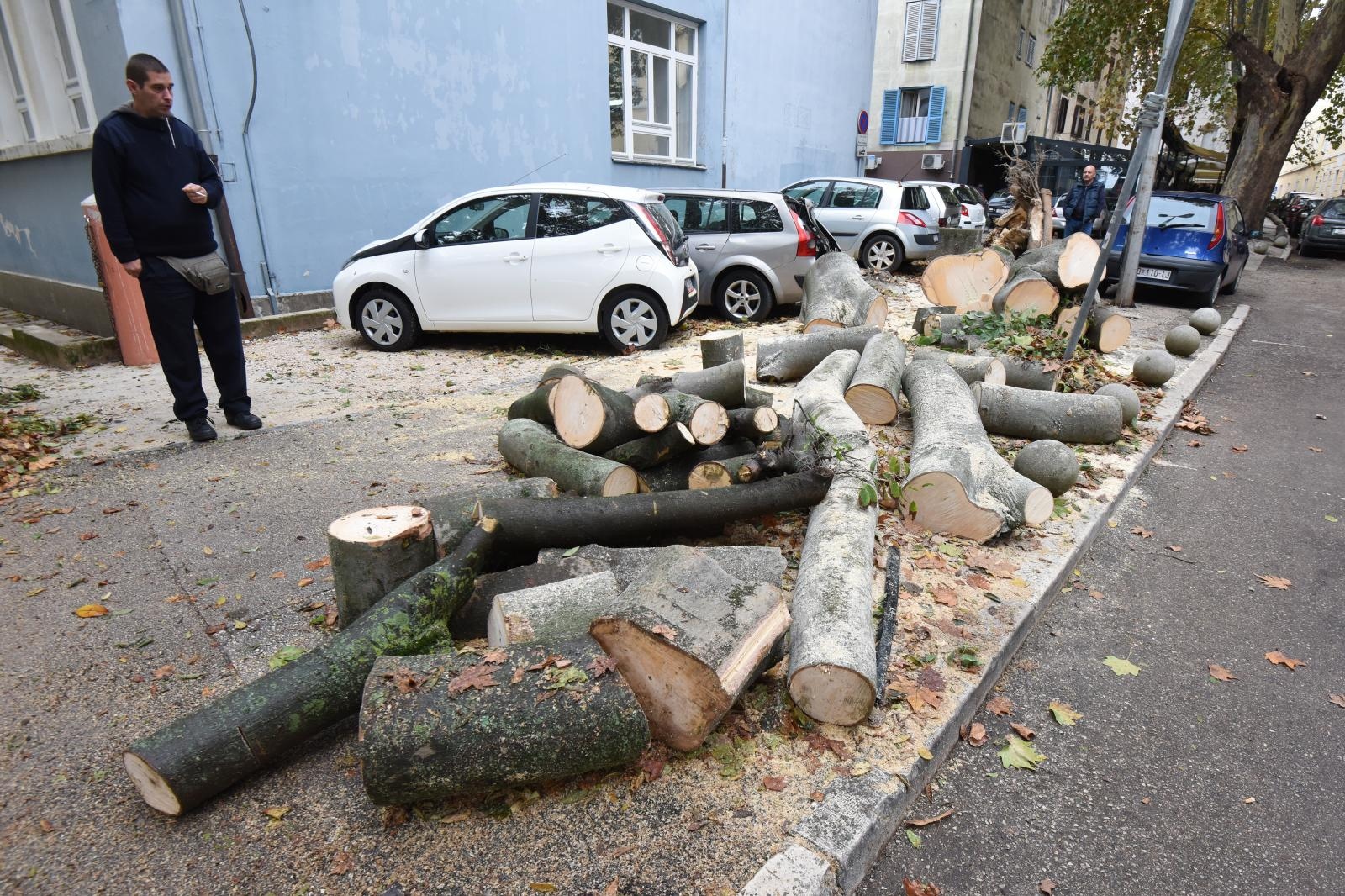 Zadar: Jak vjetar srušio stablo na parkirane automobile