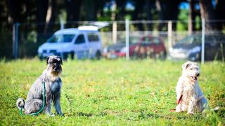 Kinološka udruga Malinois