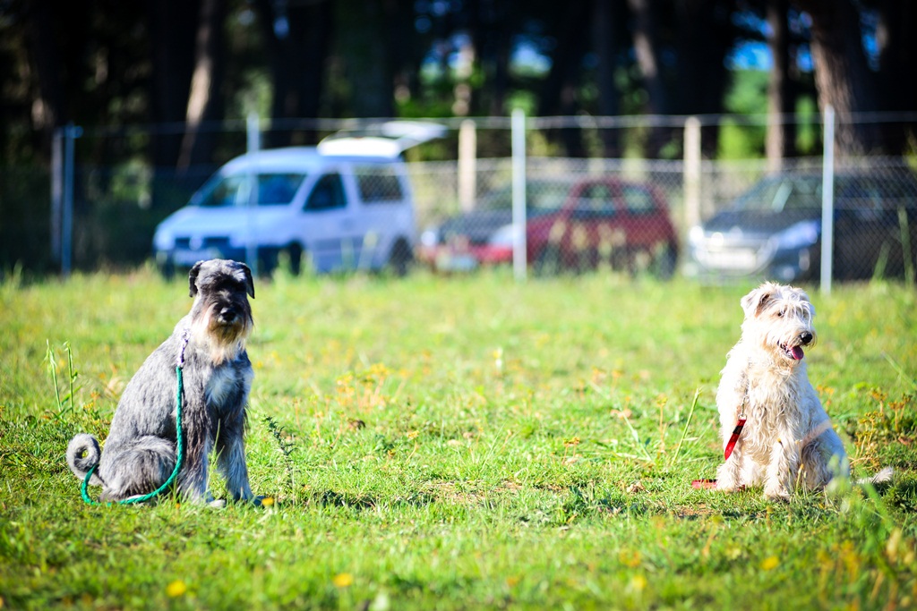 Kinološka udruga Malinois