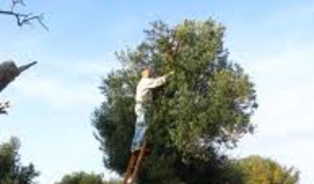 Svečano otvorenje Vrtova lunskih maslina