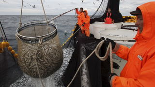Zadar, 211009.
Brod Bruno tvrtke Dalmacija ribolov iz Zadra dva je dana lovio srdele  u akvatoriju Losinja i Dugog otoka.
Na fotografiji: vadjenje ulovljene ribe iz mora.
Foto: Vladimir Ivanov / CROPIX
