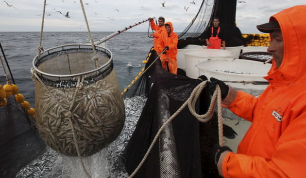 Zadar, 211009.
Brod Bruno tvrtke Dalmacija ribolov iz Zadra dva je dana lovio srdele  u akvatoriju Losinja i Dugog otoka.
Na fotografiji: vadjenje ulovljene ribe iz mora.
Foto: Vladimir Ivanov / CROPIX