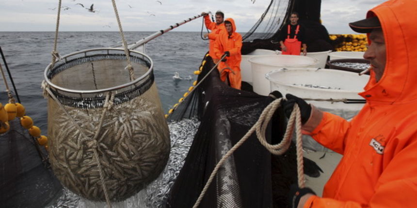 Zadar, 211009.
Brod Bruno tvrtke Dalmacija ribolov iz Zadra dva je dana lovio srdele  u akvatoriju Losinja i Dugog otoka.
Na fotografiji: vadjenje ulovljene ribe iz mora.
Foto: Vladimir Ivanov / CROPIX