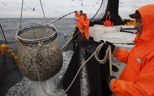 Zadar, 211009.
Brod Bruno tvrtke Dalmacija ribolov iz Zadra dva je dana lovio srdele  u akvatoriju Losinja i Dugog otoka.
Na fotografiji: vadjenje ulovljene ribe iz mora.
Foto: Vladimir Ivanov / CROPIX