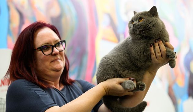 Međunarodna izložba mačaka održana u King Crossu