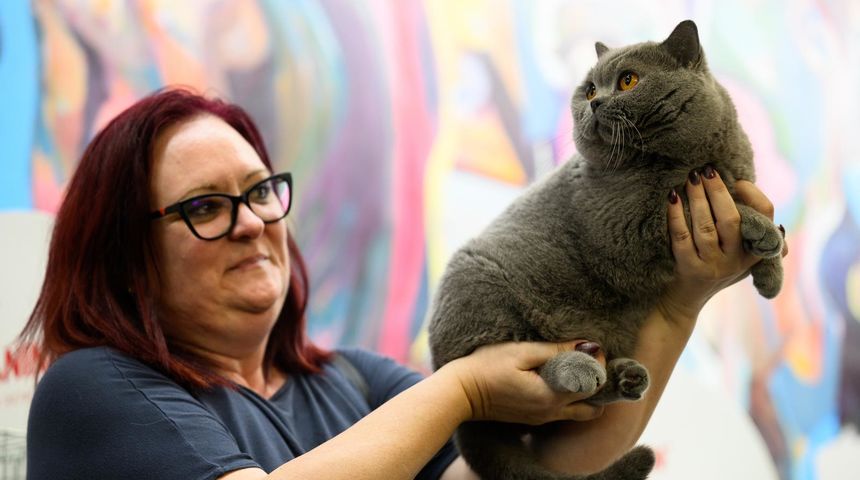 Međunarodna izložba mačaka održana u King Crossu