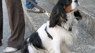 Image 1171067 (auto)