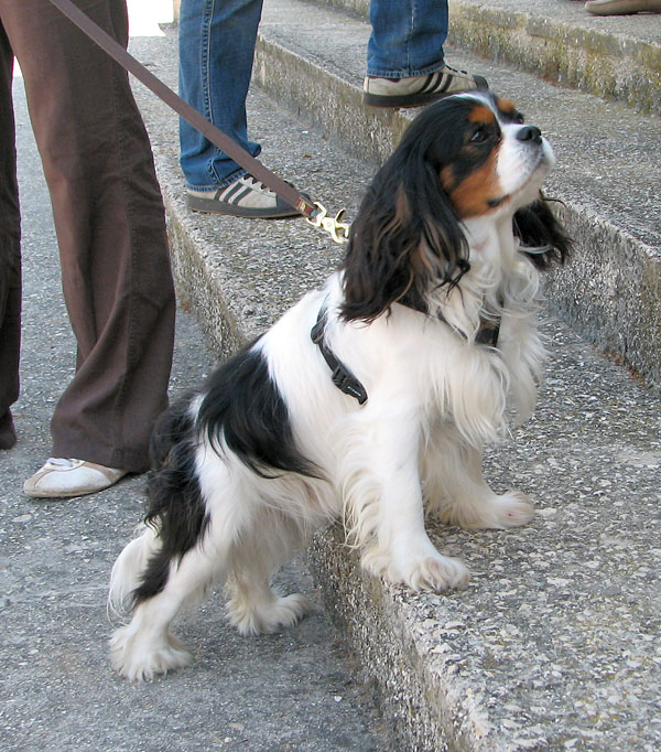 Image 1171067 (auto)