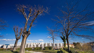 Đir zadarskim parkovima,27. veljače 2012. (foto:Saša Čuka)