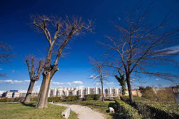 Đir zadarskim parkovima,27. veljače 2012. (foto:Saša Čuka)