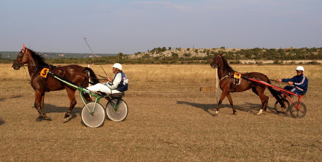 Polaca, utrke konja Oluja 95 Polaca, utrke konja Oluja 95