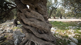 Berba maslina u Lunu, foto: V. Pesic