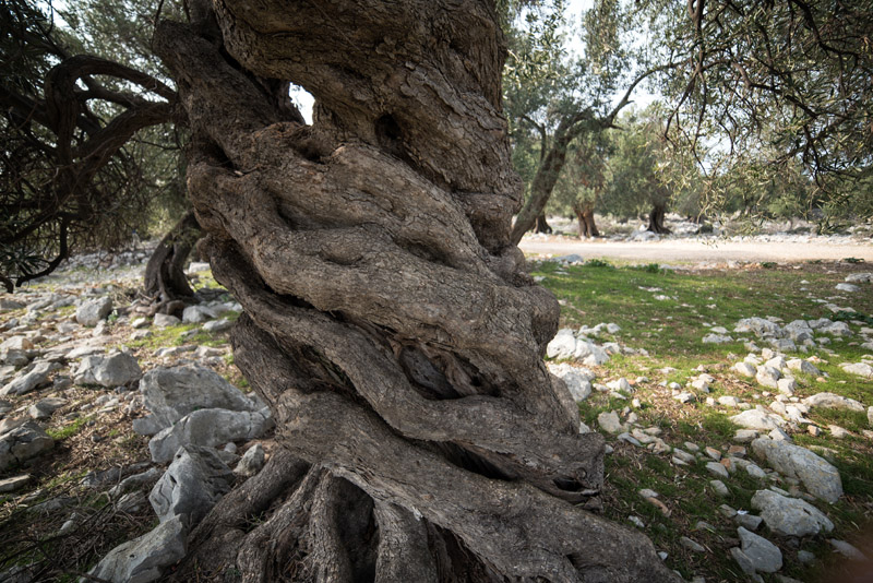 Berba maslina u Lunu, foto: V. Pesic