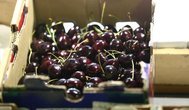 Prve ovogodišnje trešnje na Dolcu se prodaju za 250 kn po kilogramu