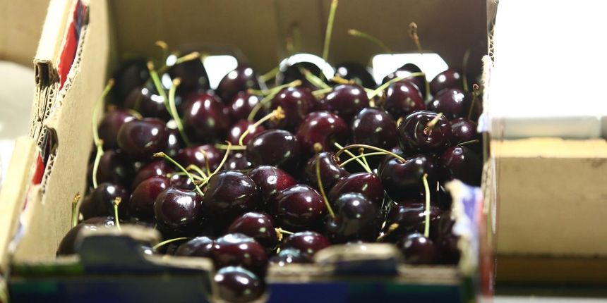 Prve ovogodišnje trešnje na Dolcu se prodaju za 250 kn po kilogramu