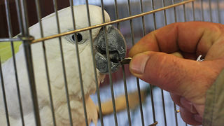 Ornitološko prvenstvo Hrvatske u hotelu Zadar (foto:Saša Čuka)