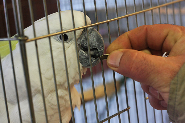 Ornitološko prvenstvo Hrvatske u hotelu Zadar (foto:Saša Čuka)