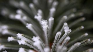 Zbog jutarnjih temperatura u minusu raslinje na kontinentu je prekriveno injem