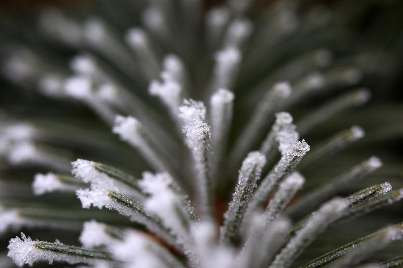Zbog jutarnjih temperatura u minusu raslinje na kontinentu je prekriveno injem