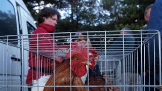 Benkovački sajam, 10. siječnja 2010. (foto: Vedran Penga)