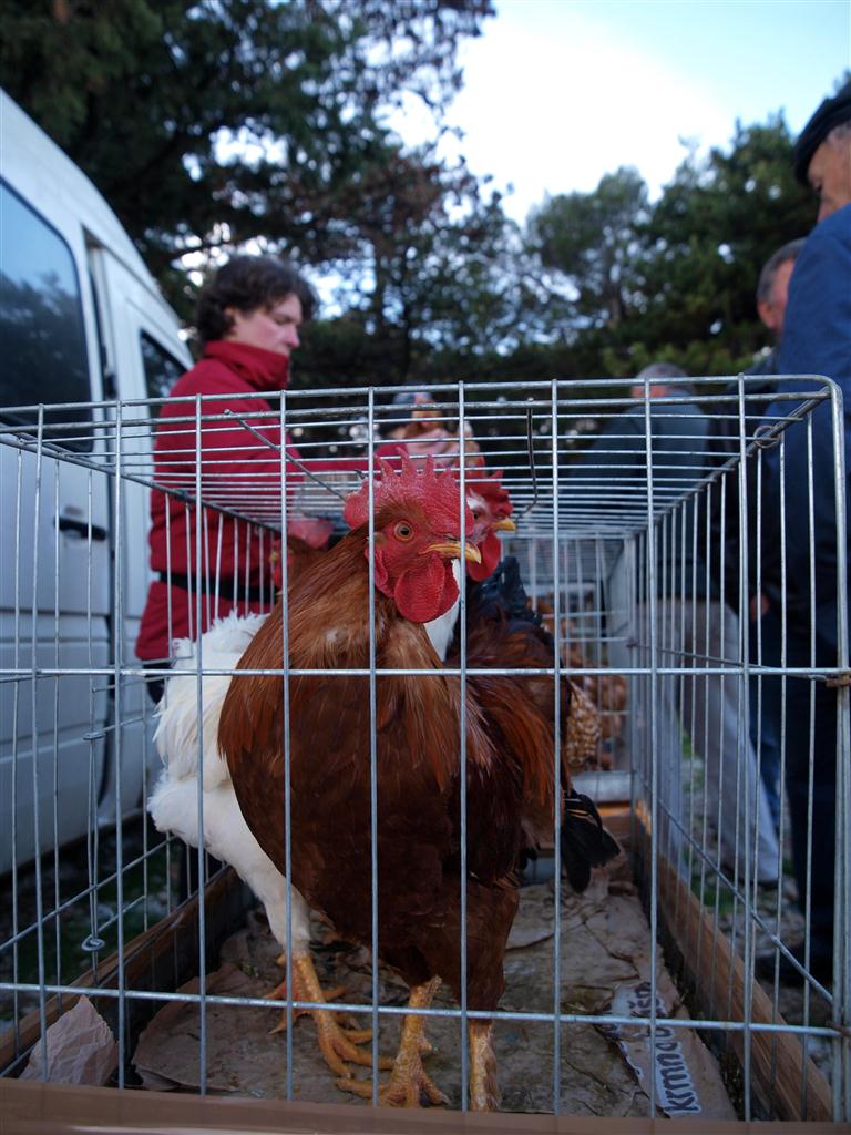 Benkovački sajam, 10. siječnja 2010. (foto: Vedran Penga)