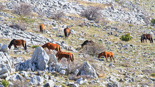 Izlet u Libinje 6. travnja 2011, Foto: Leo Banic