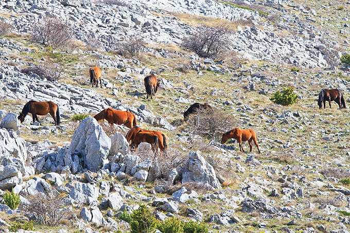 Izlet u Libinje 6. travnja 2011, Foto: Leo Banic