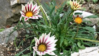 Đir p Rabu Đir p Rabu