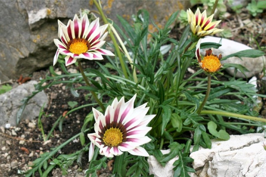 Đir p Rabu Đir p Rabu