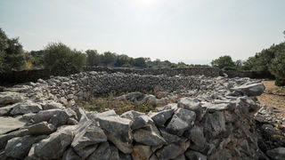 Berba maslina u Lunu, foto: V. Pesic