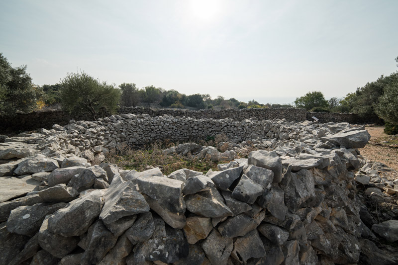 Berba maslina u Lunu, foto: V. Pesic