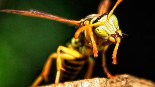 Bibinjski sinac, Foto: Leo Banic Bibinjski sinac, Foto: Leo Banic