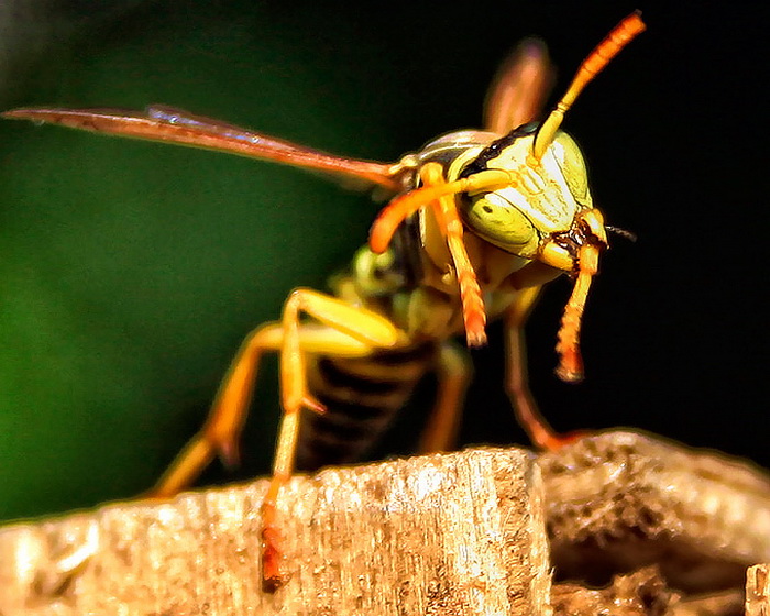 Bibinjski sinac, Foto: Leo Banic Bibinjski sinac, Foto: Leo Banic